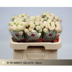  İthal Gül Çardak Sweet Gelato (10 dal-60cm)