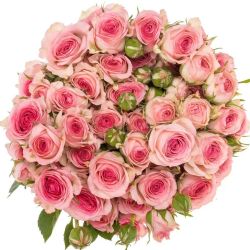  İthal Gül Çardak Tralala (10 dal-60cm)