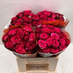  İthal Gül Çardak Vanessa (10 dal-50cm)