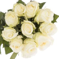  İthal Gül Countdown (10 dal-60cm)