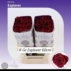  İthal Gül Ekvator Explorer (25dal-60cm)