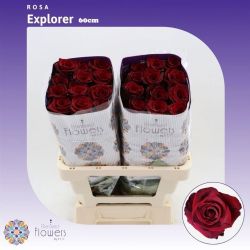  İthal Gül Ekvator Explorer (25dal-60cm)