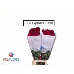  İthal Gül Ekvator Explorer (25dal-70cm)