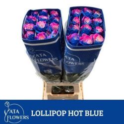  İthal Gül Ekvator Lollipop Hot Blue (25dal-70cm)