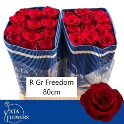  İthal Gül Freedom (Ekvator Gül-25 dal-80cm)