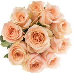  İthal Gül Harmony Peach (10 dal-50cm)