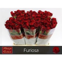  İthal Gül Kırmızı 50 cm Furiosa (10 dal)