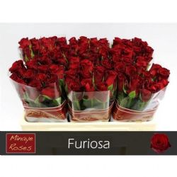 İthal Gül Kırmızı 60 cm Furiosa (10 dal)