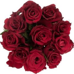  İthal Gül Kırmızı Ever Red (10dal-50cm)