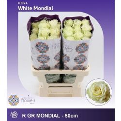  İthal Gül Mondial (Ekvator Gül-25 dal-50cm)