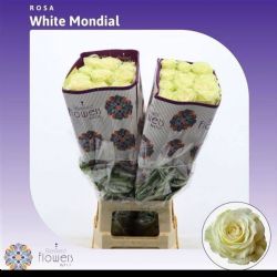  İthal Gül Mondial (Ekvator Gül-25 dal-60cm)