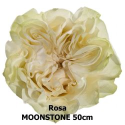  İthal Gül Moonstone (Ekvator-25 dal-60cm)