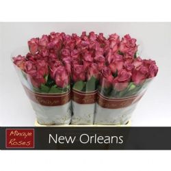  İthal Gül New Orleans (10dal-60cm)