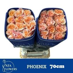  İthal Gül Phoenix (Ekvator Gül-25 dal-70cm)