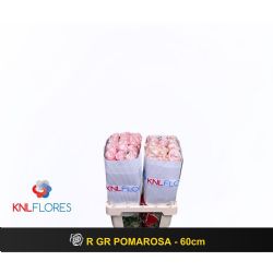  İthal Gül Pomarosa (Ekvator Gül-25 dal-70cm)