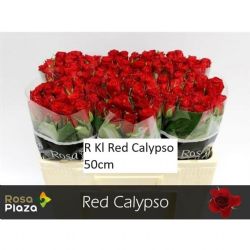  İthal Gül Red Calypso (UFAK KAFALI-20 dal-50cm)