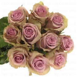  İthal Gül Samantha Bridal (10 dal-50cm)