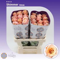  İthal Gül Shimmer (25dal-60cm)