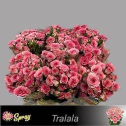  İthal Gül Tralala (10 dal-50cm)