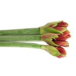  İthal Hippeastrum St Ferrari (10 Dal-80 cm)