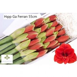  İthal Hippeastrum St Ferrari (15 Dal-75 cm)