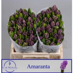  İthal Hyacinthus Amaranta (Sümbül-25 dal-30cm)