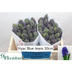  İthal Hyacinthus Blue Jeans (Sümbül-25 dal-30 cm)