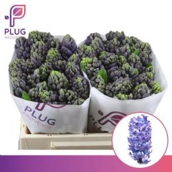  İthal Hyacinthus Delft Blue (Sümbül-25 dal-30cm)