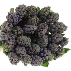  İthal Hyacinthus Delft Blue (Sümbül-25 dal-30cm)