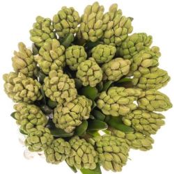  İthal Hyacinthus Fondant (Sümbül-25 dal-30cm)