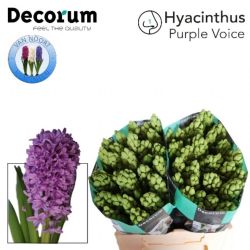  İthal Hyacinthus Purple Voice (Sümbül-25 dal-30 cm)