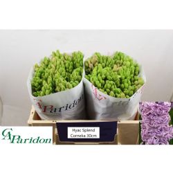  İthal Hyacinthus Splendid Cornel (Sümbül-25 dal-30cm)