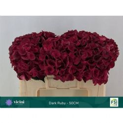  İthal Hydrange M Dark Ruby (Ortanca-5 dal-50 cm)