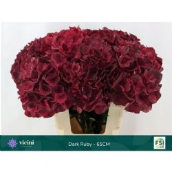  İthal Hydrange M Dark Ruby (Ortanca-5 dal-60 cm)