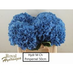  İthal Hydrange M Pimpernel (Ortanca-5 dal-50 cm)