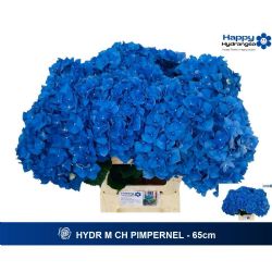  İthal Hydrange M Pimpernel (Ortanca-5 dal-65 cm)