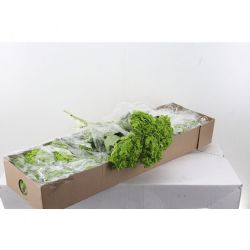  İthal Hydrangea Emerald Green Select (Ortanca - 5 dal-60 cm)