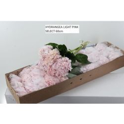  İthal Hydrangea Light Pink Select (Ortanca-5 dal-60 cm)