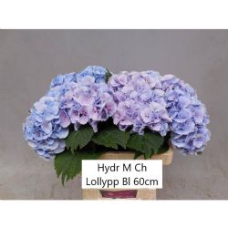  İthal Hydrangea Lolly Pop Blue (Ortanca - 5 dal-60cm)