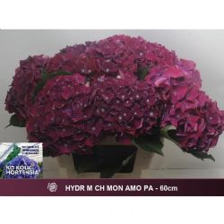  İthal Hydrangea M Amour Purple (Ortanca - 5 dal-60cm)