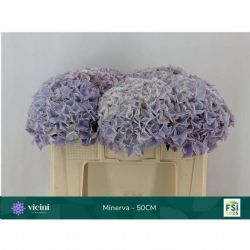  İthal Hydrangea M Beau Miner (Ortanca - 5 dal-50cm)
