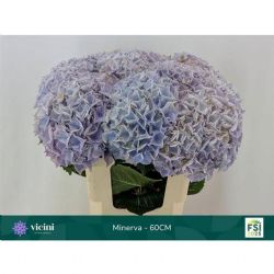  İthal Hydrangea M Beau Miner (Ortanca - 5 dal-60cm)