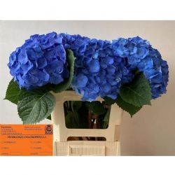  İthal Hydrangea M Bela (Ortanca - 5 dal-60cm)