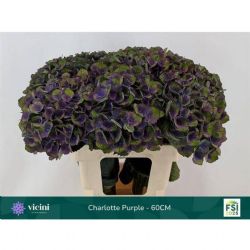  İthal Hydrangea M Charaottel Blau (Ortanca - 5 dal 60cm)