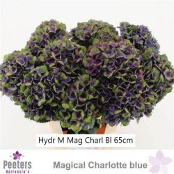  İthal Hydrangea M Charaottel Blau (Ortanca - 5 dal-65cm)