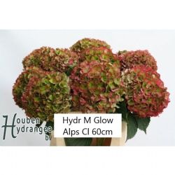  İthal Hydrangea M Glow Alp Class (Ortanca-5 Dal-60 cm)