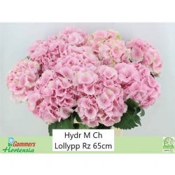  İthal Hydrangea M Lolly Pop (Ortanca-5 Dal-65 cm)
