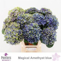  İthal Hydrangea M Mag Amethyst (Ortanca-5 dal-65cm)