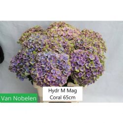  İthal Hydrangea M Mag Coral (Ortanca-5 Dal-65 cm)