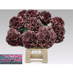  İthal Hydrangea M Mag D Ruby Cl (Ortanca - 5 dal 60cm)